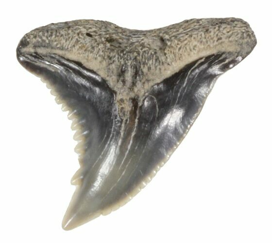 Fossil Hemipristis Shark Tooth - Maryland #42560